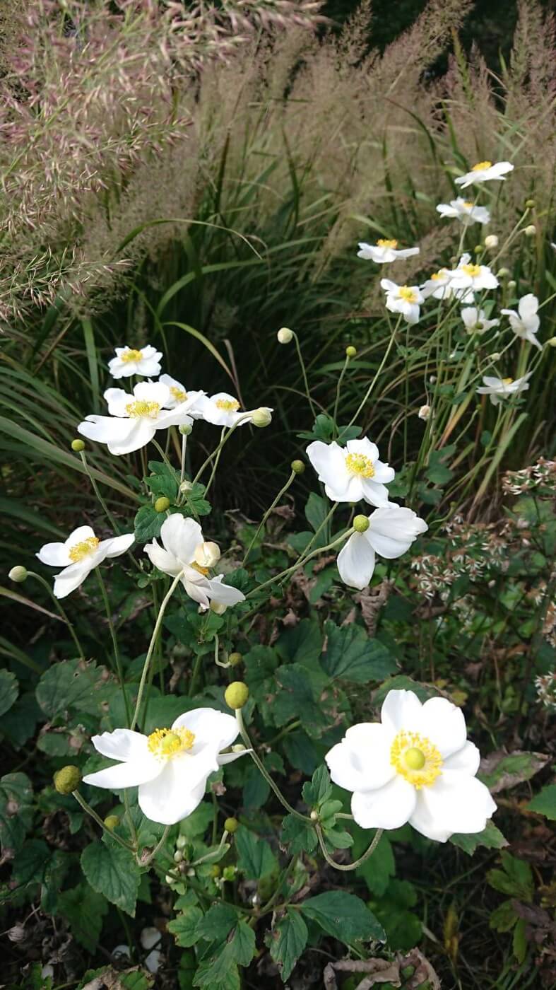 Zdjęcie biaych kwiatów - Zawilec