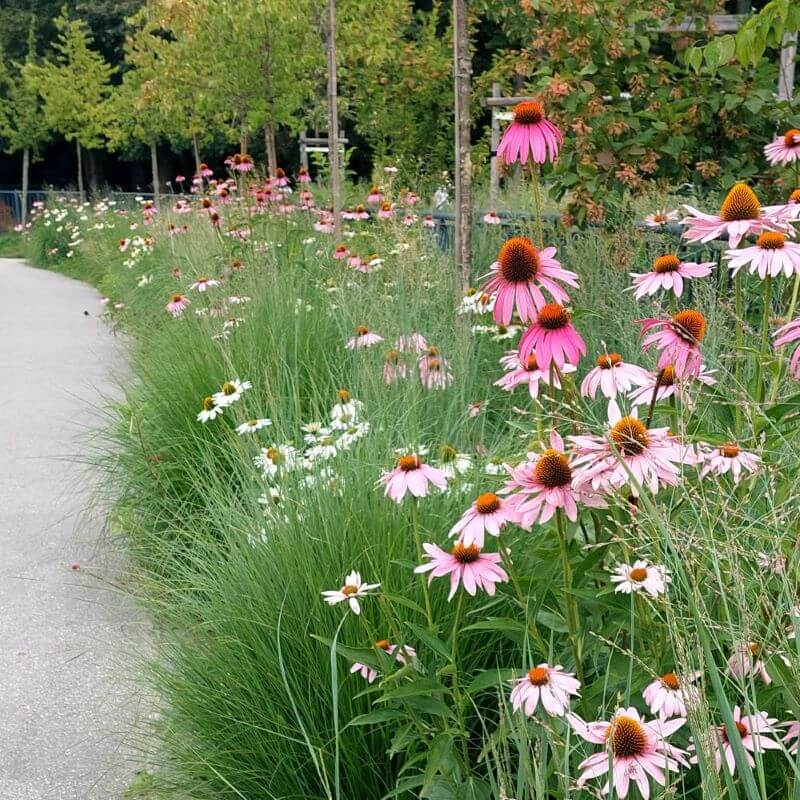 Jeżówki wśród traw