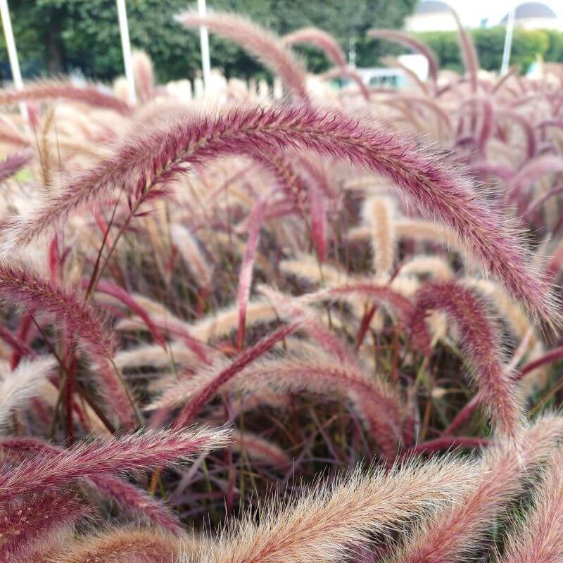 kłosy bordowej rozplenicy