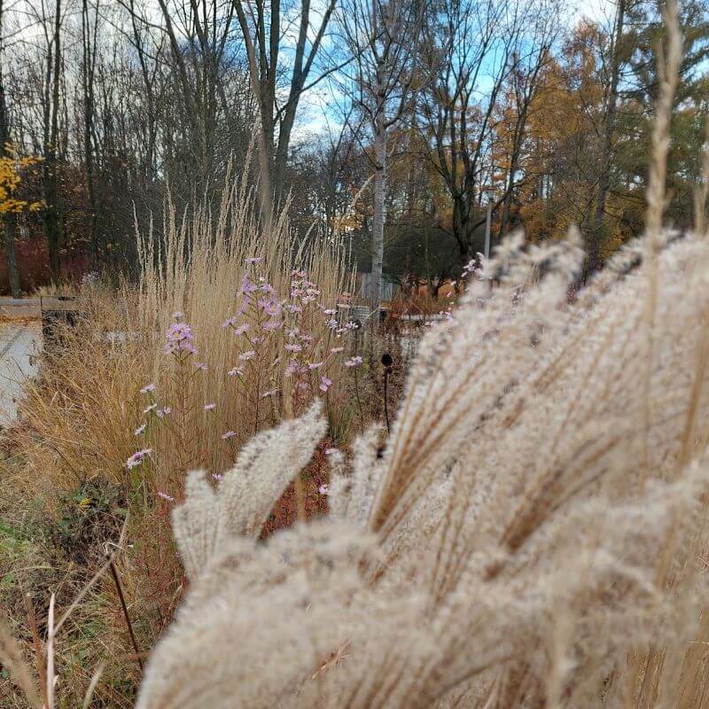 Rabata z trawami i bylinami