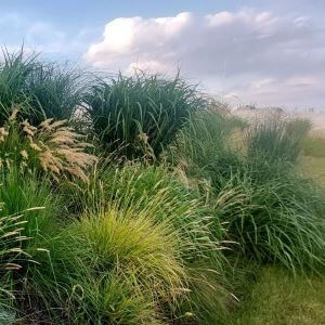 Rabata z różnymi gatunkami traw